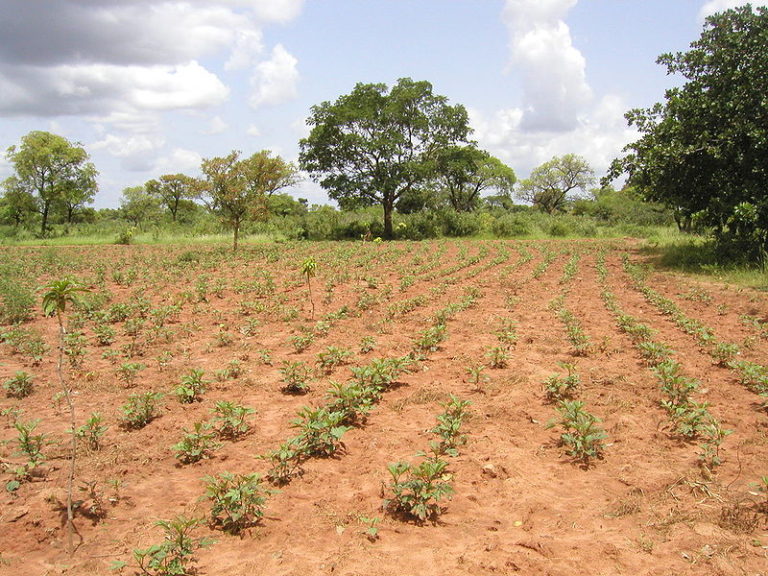 Replanting a Forest